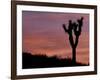 Sunset at Lee Flat with Joshua Tree, Death Valley National Park, California, USA-Jamie & Judy Wild-Framed Photographic Print