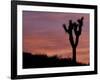 Sunset at Lee Flat with Joshua Tree, Death Valley National Park, California, USA-Jamie & Judy Wild-Framed Photographic Print