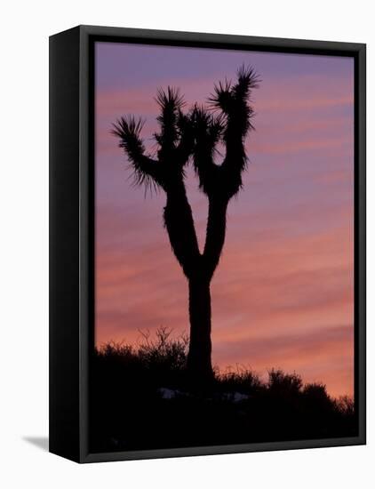 Sunset at Lee Flat with Joshua Tree, Death Valley National Park, California, USA-Jamie & Judy Wild-Framed Stretched Canvas