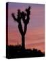 Sunset at Lee Flat with Joshua Tree, Death Valley National Park, California, USA-Jamie & Judy Wild-Stretched Canvas