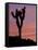 Sunset at Lee Flat with Joshua Tree, Death Valley National Park, California, USA-Jamie & Judy Wild-Framed Stretched Canvas