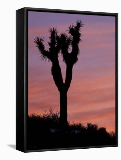 Sunset at Lee Flat with Joshua Tree, Death Valley National Park, California, USA-Jamie & Judy Wild-Framed Stretched Canvas