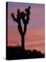 Sunset at Lee Flat with Joshua Tree, Death Valley National Park, California, USA-Jamie & Judy Wild-Stretched Canvas