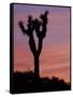 Sunset at Lee Flat with Joshua Tree, Death Valley National Park, California, USA-Jamie & Judy Wild-Framed Stretched Canvas