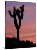 Sunset at Lee Flat with Joshua Tree, Death Valley National Park, California, USA-Jamie & Judy Wild-Stretched Canvas