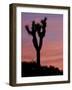 Sunset at Lee Flat with Joshua Tree, Death Valley National Park, California, USA-Jamie & Judy Wild-Framed Photographic Print