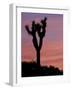 Sunset at Lee Flat with Joshua Tree, Death Valley National Park, California, USA-Jamie & Judy Wild-Framed Photographic Print