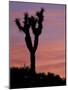 Sunset at Lee Flat with Joshua Tree, Death Valley National Park, California, USA-Jamie & Judy Wild-Mounted Photographic Print