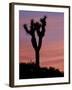 Sunset at Lee Flat with Joshua Tree, Death Valley National Park, California, USA-Jamie & Judy Wild-Framed Photographic Print