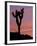 Sunset at Lee Flat with Joshua Tree, Death Valley National Park, California, USA-Jamie & Judy Wild-Framed Photographic Print