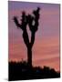 Sunset at Lee Flat with Joshua Tree, Death Valley National Park, California, USA-Jamie & Judy Wild-Mounted Photographic Print