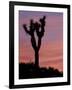 Sunset at Lee Flat with Joshua Tree, Death Valley National Park, California, USA-Jamie & Judy Wild-Framed Photographic Print