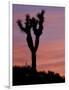 Sunset at Lee Flat with Joshua Tree, Death Valley National Park, California, USA-Jamie & Judy Wild-Framed Photographic Print