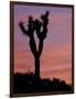 Sunset at Lee Flat with Joshua Tree, Death Valley National Park, California, USA-Jamie & Judy Wild-Framed Photographic Print