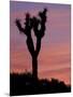 Sunset at Lee Flat with Joshua Tree, Death Valley National Park, California, USA-Jamie & Judy Wild-Mounted Photographic Print