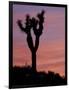 Sunset at Lee Flat with Joshua Tree, Death Valley National Park, California, USA-Jamie & Judy Wild-Framed Photographic Print