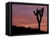 Sunset at Lee Flat with Joshua Tree, Death Valley National Park, California, USA-Jamie & Judy Wild-Framed Stretched Canvas