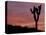 Sunset at Lee Flat with Joshua Tree, Death Valley National Park, California, USA-Jamie & Judy Wild-Stretched Canvas