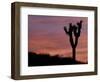 Sunset at Lee Flat with Joshua Tree, Death Valley National Park, California, USA-Jamie & Judy Wild-Framed Photographic Print