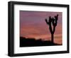 Sunset at Lee Flat with Joshua Tree, Death Valley National Park, California, USA-Jamie & Judy Wild-Framed Photographic Print