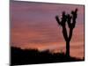 Sunset at Lee Flat with Joshua Tree, Death Valley National Park, California, USA-Jamie & Judy Wild-Mounted Photographic Print