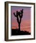 Sunset at Lee Flat with Joshua Tree, Death Valley National Park, California, USA-Jamie & Judy Wild-Framed Photographic Print