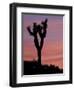 Sunset at Lee Flat with Joshua Tree, Death Valley National Park, California, USA-Jamie & Judy Wild-Framed Photographic Print