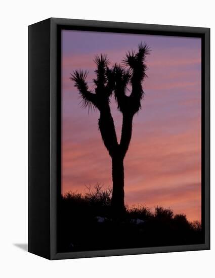 Sunset at Lee Flat with Joshua Tree, Death Valley National Park, California, USA-Jamie & Judy Wild-Framed Stretched Canvas