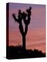 Sunset at Lee Flat with Joshua Tree, Death Valley National Park, California, USA-Jamie & Judy Wild-Stretched Canvas