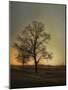 Sunset at the Cotton Field-Jai Johnson-Mounted Giclee Print