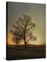 Sunset at the Cotton Field-Jai Johnson-Stretched Canvas