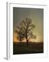 Sunset at the Cotton Field-Jai Johnson-Framed Giclee Print