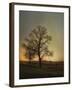 Sunset at the Cotton Field-Jai Johnson-Framed Giclee Print