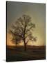 Sunset at the Cotton Field-Jai Johnson-Stretched Canvas