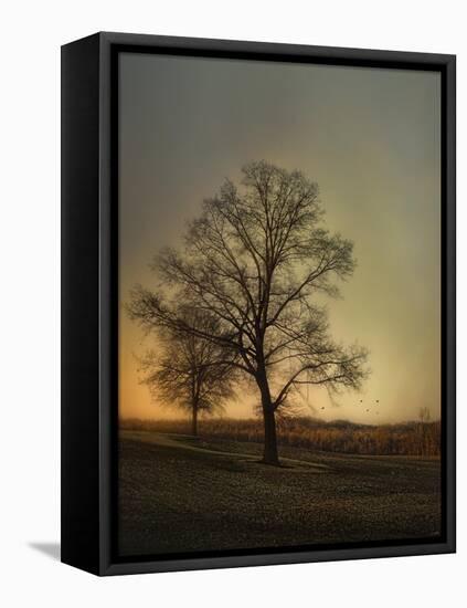 Sunset at the Cotton Field-Jai Johnson-Framed Stretched Canvas