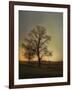 Sunset at the Cotton Field-Jai Johnson-Framed Giclee Print