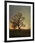 Sunset at the Cotton Field-Jai Johnson-Framed Giclee Print