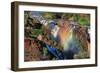 Sunset at the Epupa Waterfall, Namibia-Grobler du Preez-Framed Photographic Print