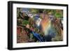 Sunset at the Epupa Waterfall, Namibia-Grobler du Preez-Framed Photographic Print