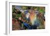 Sunset at the Epupa Waterfall, Namibia-Grobler du Preez-Framed Photographic Print