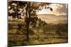 Sunset at the Gate of a Bonito Farm, with Rolling Hills in the Background-Alex Saberi-Mounted Premium Photographic Print