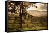 Sunset at the Gate of a Bonito Farm, with Rolling Hills in the Background-Alex Saberi-Framed Stretched Canvas