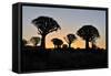 Sunset at the Quiver Tree Forest, Namibia-Grobler du Preez-Framed Stretched Canvas