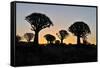 Sunset at the Quiver Tree Forest, Namibia-Grobler du Preez-Framed Stretched Canvas