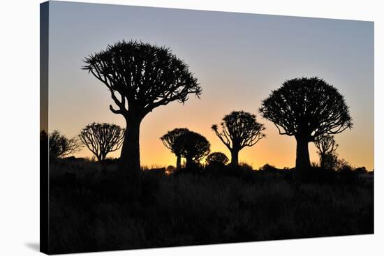Sunset at the Quiver Tree Forest, Namibia-Grobler du Preez-Stretched Canvas