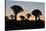 Sunset at the Quiver Tree Forest, Namibia-Grobler du Preez-Stretched Canvas