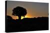 Sunset at the Quiver Tree Forest, Namibia-Grobler du Preez-Stretched Canvas