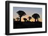 Sunset at the Quiver Tree Forest, Namibia-Grobler du Preez-Framed Photographic Print