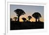Sunset at the Quiver Tree Forest, Namibia-Grobler du Preez-Framed Photographic Print