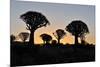 Sunset at the Quiver Tree Forest, Namibia-Grobler du Preez-Mounted Photographic Print